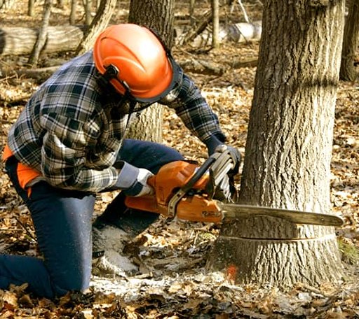 Tree Removal in Boothbay, ME
